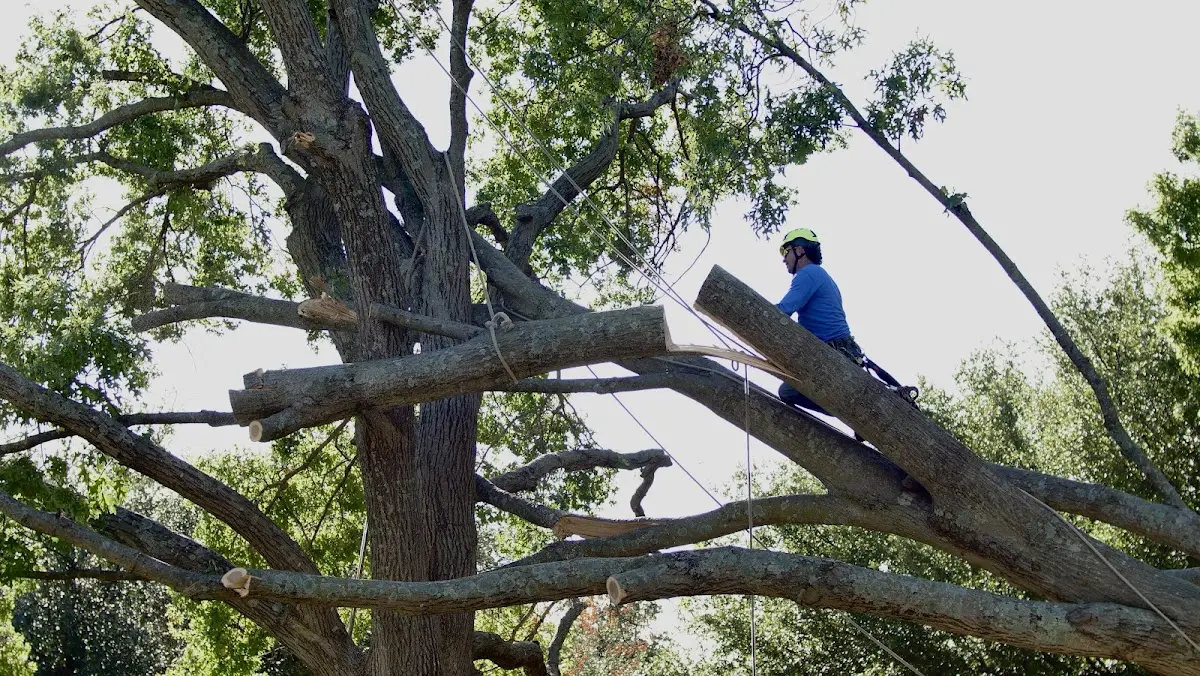 Professional Hazardous Tree Removal performed by certified arborists in Steeleville